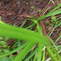 云南野生菌一级鲜货
