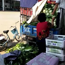 夏阳白菜