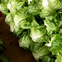 生菜系列意大利生菜散叶生菜球生菜一年四季