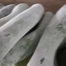 白冬瓜，大小都有
