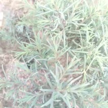 学名龙须菜，当地叫黄喜菜，纯野生，可凉拌