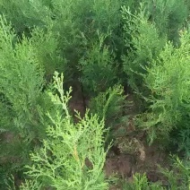 侧柏