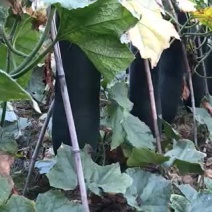 子弹头黑皮冬瓜15斤以上吊冬瓜