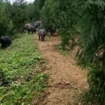 凉山乌金猪，放养基地，峨边解放埂。