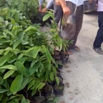 【精品推荐】台湾凤梨释迦果苗提供种植技术