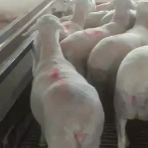 澳洲白怀孕母羊出栏