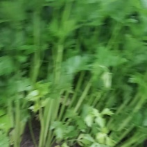 芹菜上市了