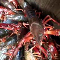 基地龙虾直供