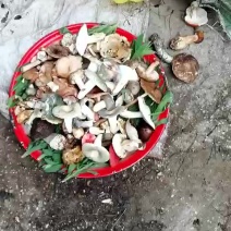 各类野生菌
