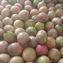 紫香百香果，中大果，