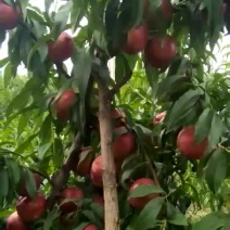 自家正宗陕西油桃❣零添加！不打蜡！老