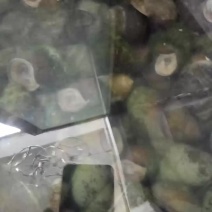 5克至35克田螺