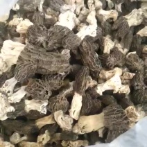 羊肚菌
