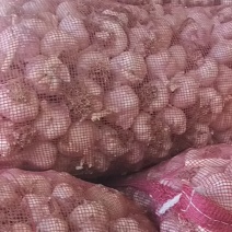 蒜种蒜黄蒜