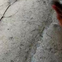 散养鸡