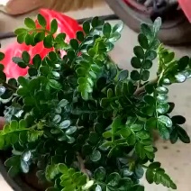 清香木有货