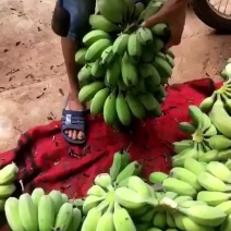 苹果蕉