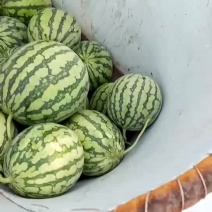 温岭8424嫁接普通大棚西瓜