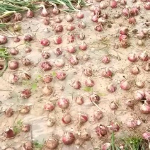 鲜洋葱大量上市