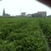 鱼腥草有货