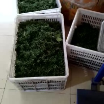 专注鲜花椒批发