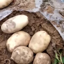 土豆226，克星，荷兰15，
