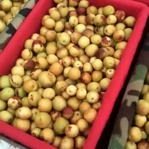 临猗庙上冬枣基地