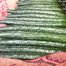 刺黄瓜