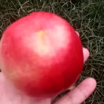 中油20，4两起步