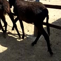 常年出售育肥黑驴养殖