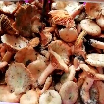 野生菌