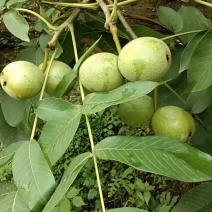 大凉山鲜核桃
