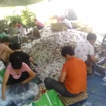 油桃
