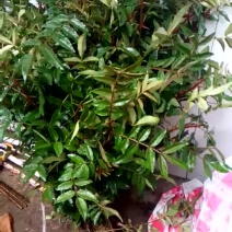 花椒苗