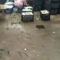 杠九离核油桃，每天两车