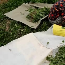 蒲公英鲜叶子