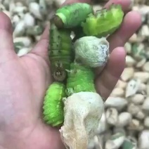 供应新鲜活蚕