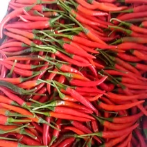 小米椒2~5厘米特辣黄