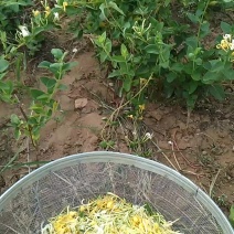 金银花苗