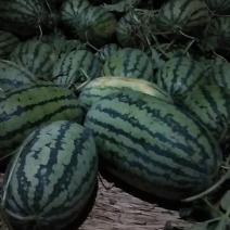 冠龙西瓜直苗不嫁接