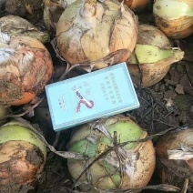 黄皮洋葱