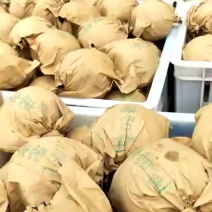 黄冠梨，园皇，翠玉半斤以上，货源充足，一条龙服务，保质量