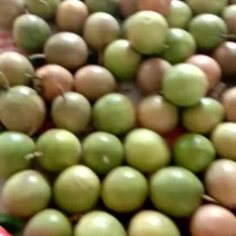 紫香百香果，