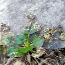 菱角