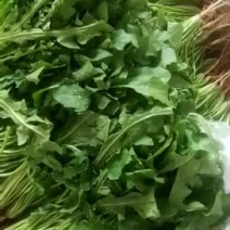 荠菜10cm以上精品，小郭特菜