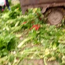 西芹