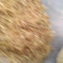 纯天然的黄花菜