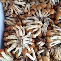 滑子菇鲜品质量好