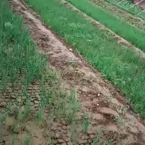 马莲苗，营养杯