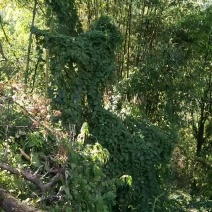 便宜出售野生藤三七，根据订单采收产品，无现货。